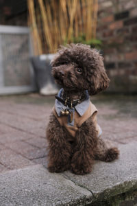 the-poodle-gang-6EqPiuzgJmA-unsplash